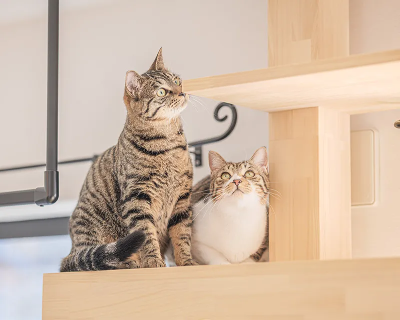 モダンなリビングルームで、猫が階段を上がり、ソファに座るカップルが猫を見つめている様子