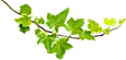 葉