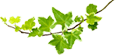 葉