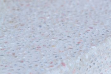 温故知新 ~昭和レトロの平屋~