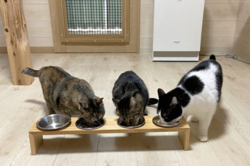 《リフォーム》愛猫6匹＋愛犬4匹と暮らす家