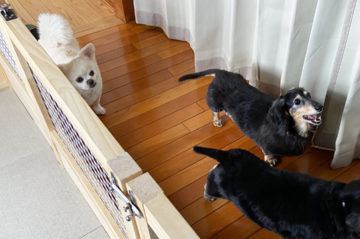 《リフォーム》愛猫6匹＋愛犬4匹と暮らす家