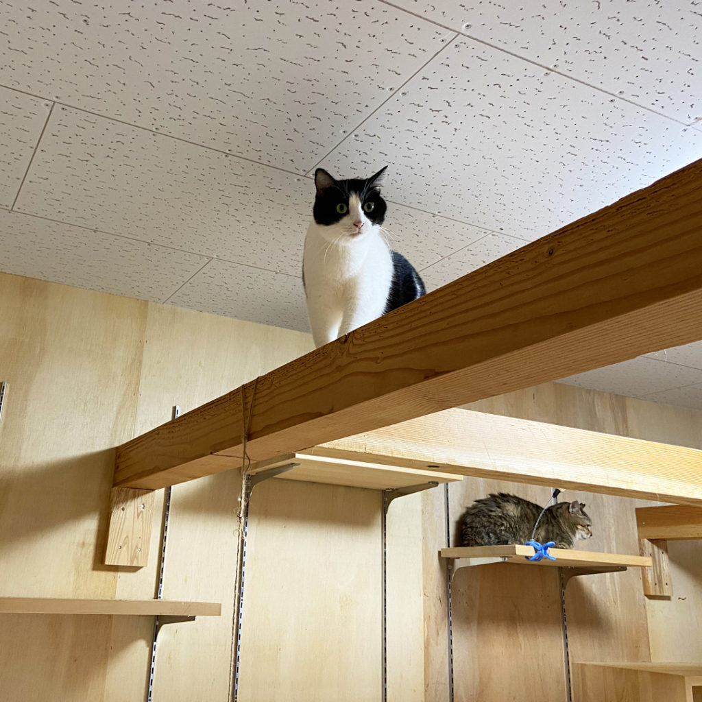 《リフォーム》愛猫6匹＋愛犬4匹と暮らす家