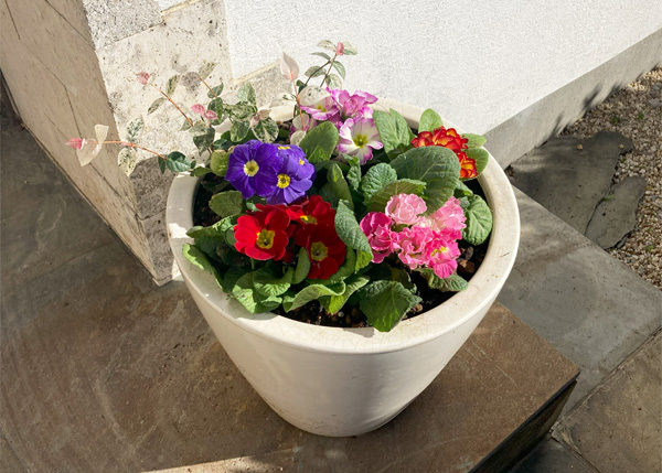 【モデルハウス】冬の花の寄せ植えをつくりました