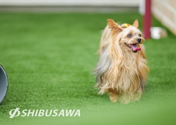 グランプリ犬・アルフちゃんのプロモーション撮影を行いました！